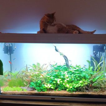 aquariophile thomas-vljn