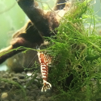 aquariophile Chewbaccka