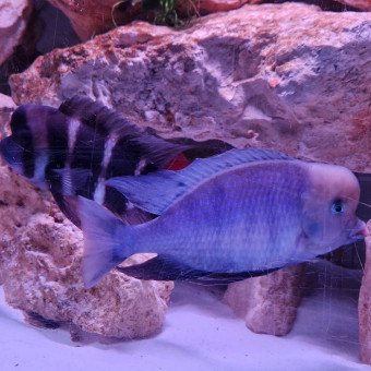 aquariophile Shendog