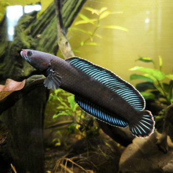 aquariophile Guigui-tkt