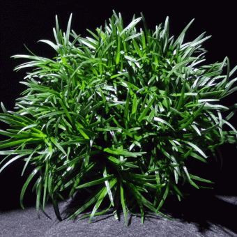 aquariophile oophiopogon