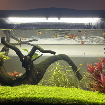 aquariophile Alphabar