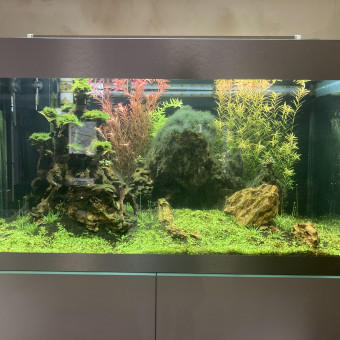 aquariophile Gillesgad