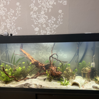 aquariophile Mahery94