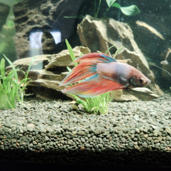 aquariophile Cendra03