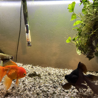 aquariophile Marionelfie