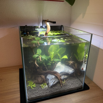 aquariophile Liliaqua