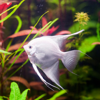 aquariophile lolobrs