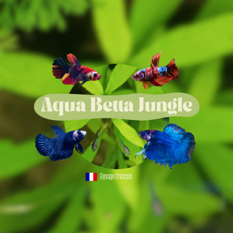 aquariophile Aquabettajungle