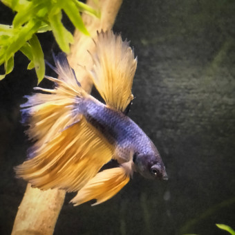 aquariophile Fleurise