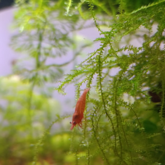 aquariophile Normand_Shrimp