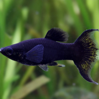 aquariophile Mimine_38