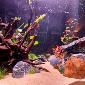 aquariophile Mastodontelyon