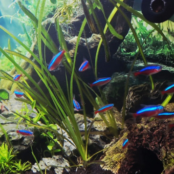 aquariophile Miikajp94