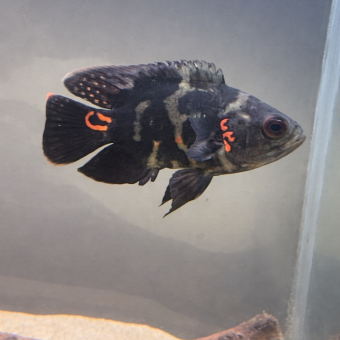 aquariophile Julo59650