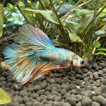 aquariophile JohnFisher