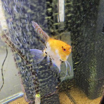 aquariophile Danielno352