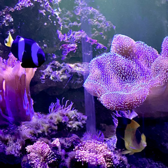 aquariophile Patdu84