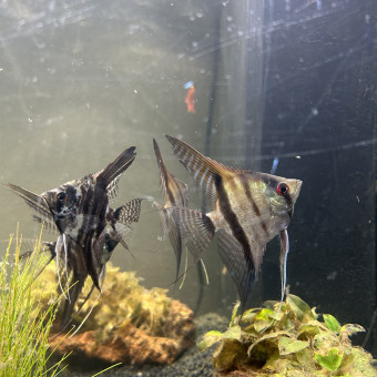 aquariophile Goataqua