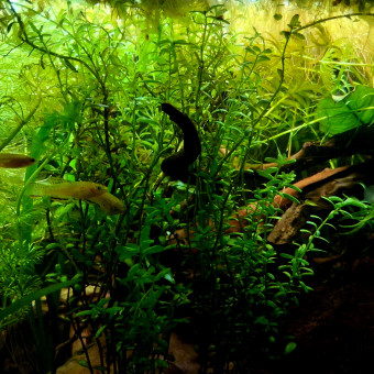aquariophile Mat44