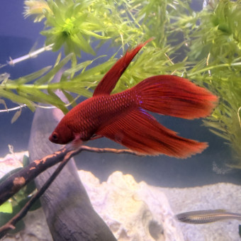 aquariophile incaroyable