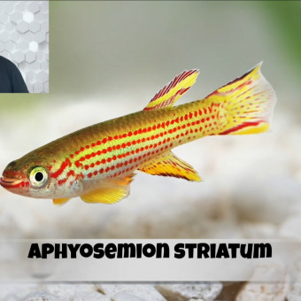 aquariophile Julie80