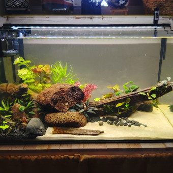 aquariophile ii2MiCaB