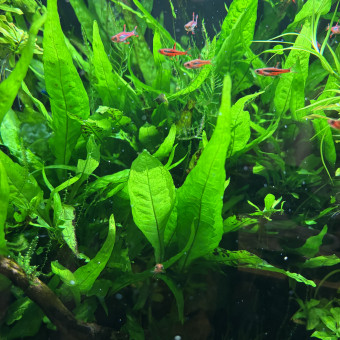 aquariophile Benito59990