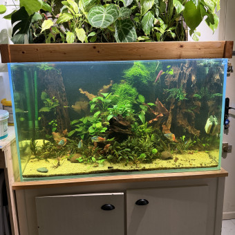 aquariophile Etienne4506