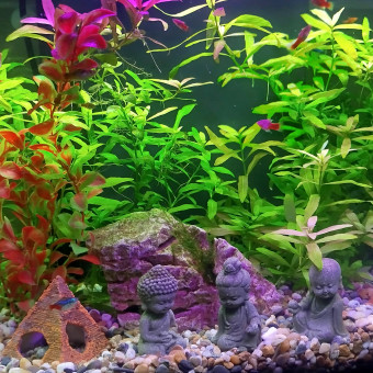 aquariophile MazLorEli