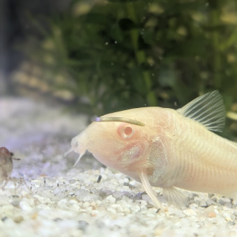 aquariophile aquazen67