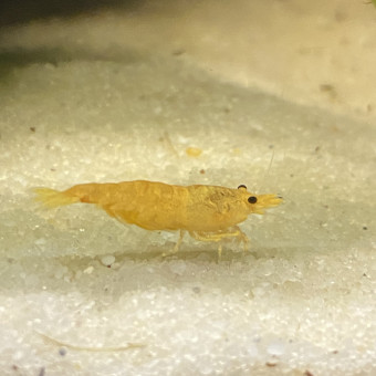 aquariophile fabryce34