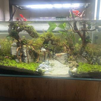 aquariophile Bichette29