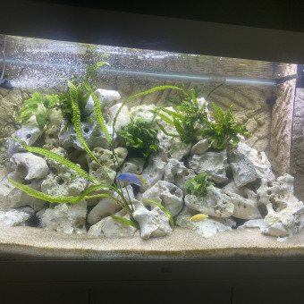 aquariophile Cristialou