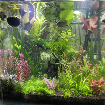 aquariophile Aquario79