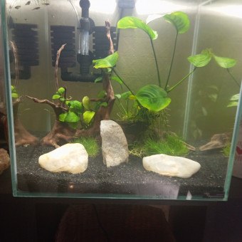 aquariophile Fafa1921