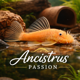 aquariophile MaxAncistrus09