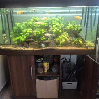 aquariophile julien92