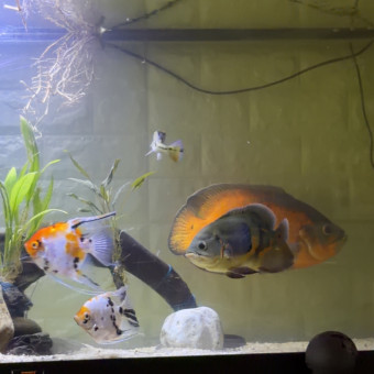 aquariophile Latino-973