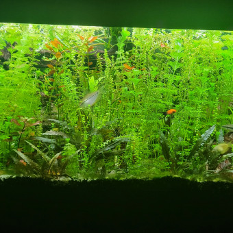 aquariophile Shadow06