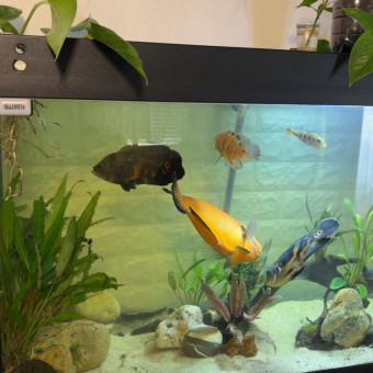 aquariophile Latino-973