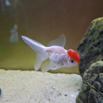 aquariophile fuzzytooth