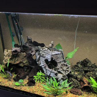 aquariophile zelda29023862