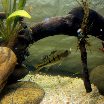 aquariophile Latino-973