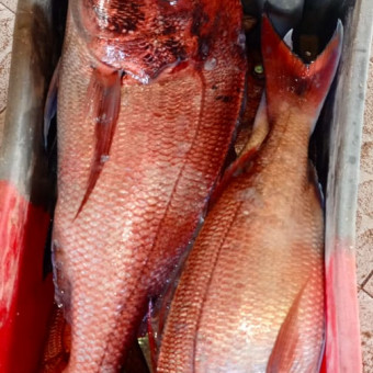 aquariophile Seafood