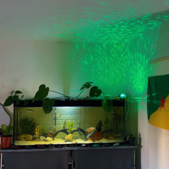 aquariophile Latino-973