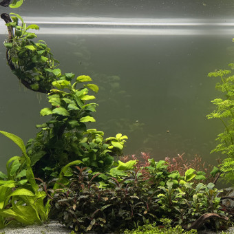 aquariophile Alexxis