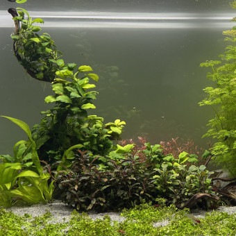 aquariophile Alexxis