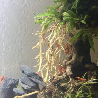 aquariophile Fishlove88