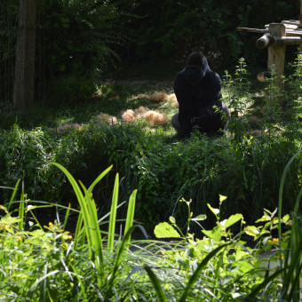 aquariophile zztop61